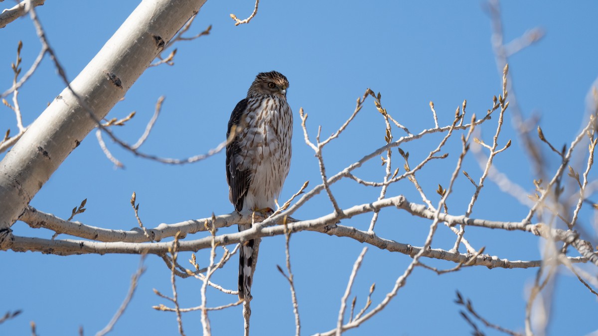 Cooper's Hawk - ML631467220