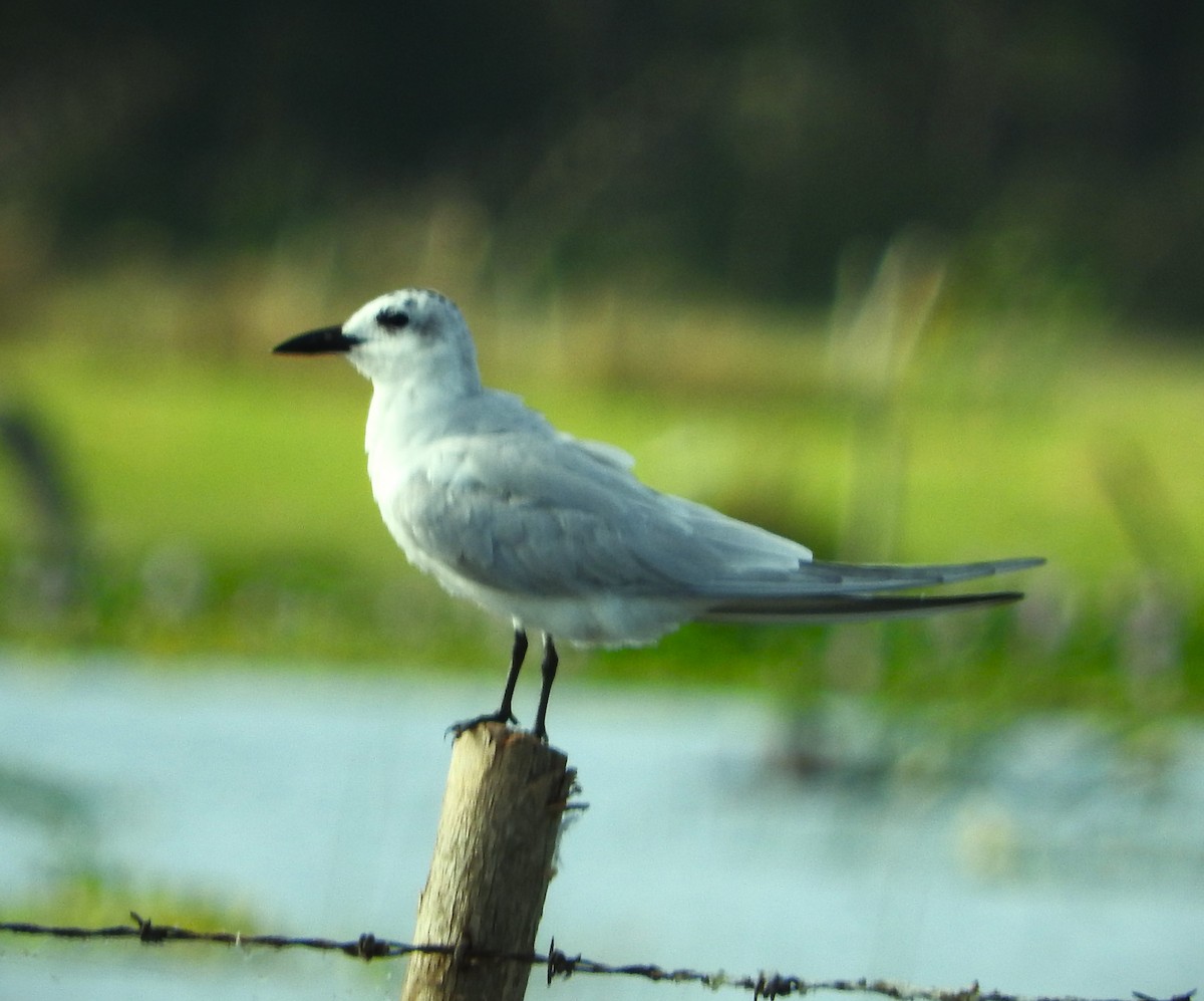 Gull-billed Tern - ML631467256