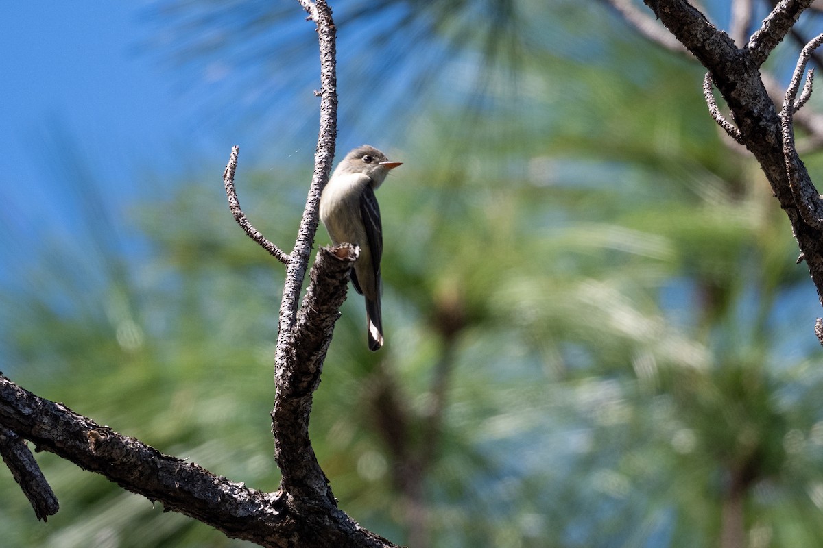 Cuban Pewee - ML631467594