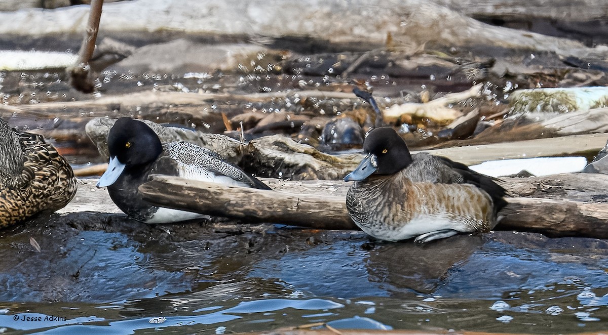 Lesser Scaup - ML631467651