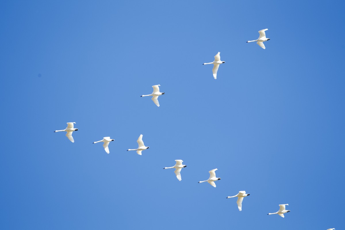 Tundra Swan - ML631467654