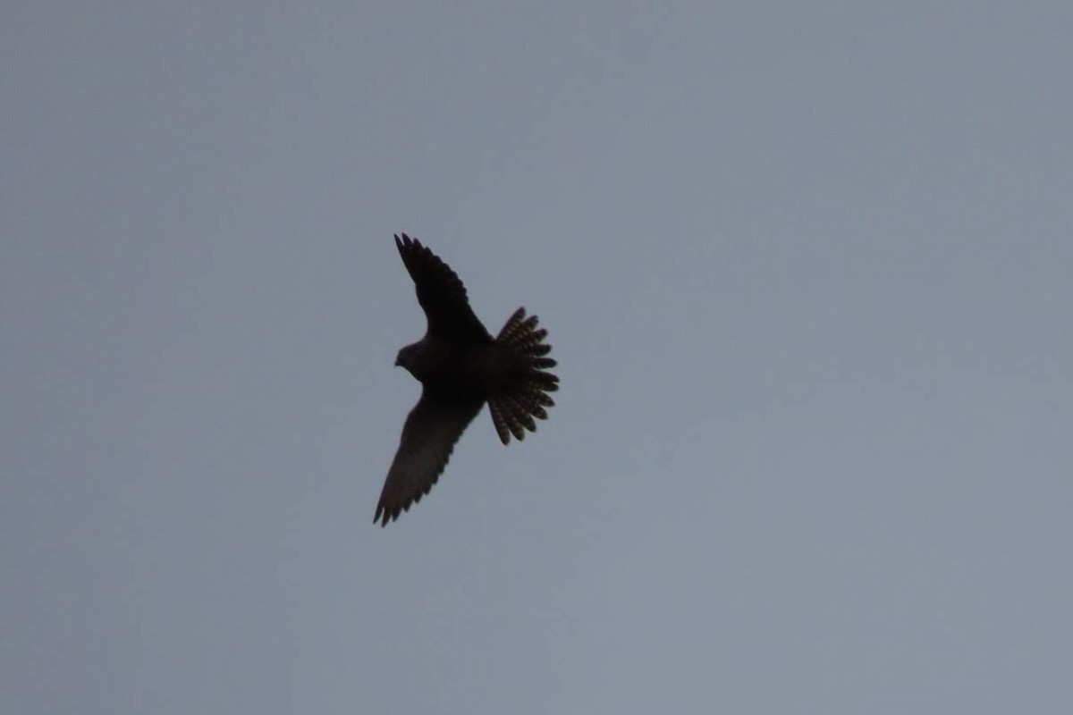 Halcón Peregrino - ML631467702