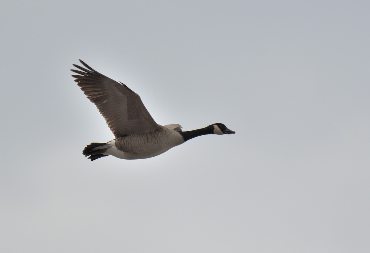 Canada Goose - ML631467740