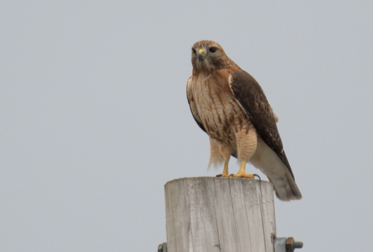 Red-shouldered x Red-tailed Hawk (hybrid) - ML631467752