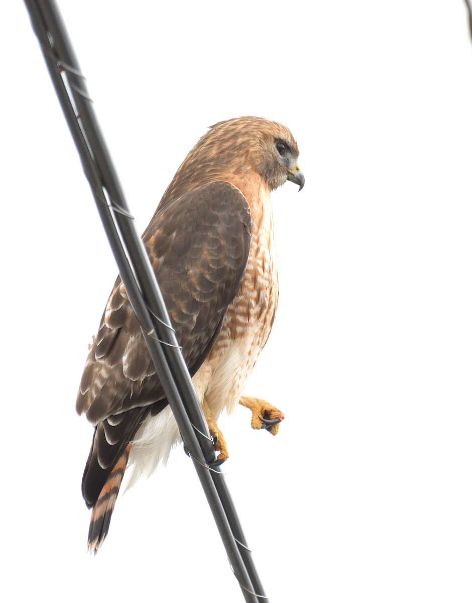 Red-shouldered x Red-tailed Hawk (hybrid) - ML631467755