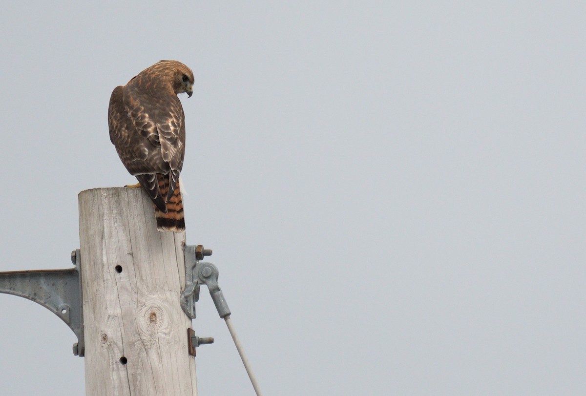 Red-shouldered x Red-tailed Hawk (hybrid) - ML631467761