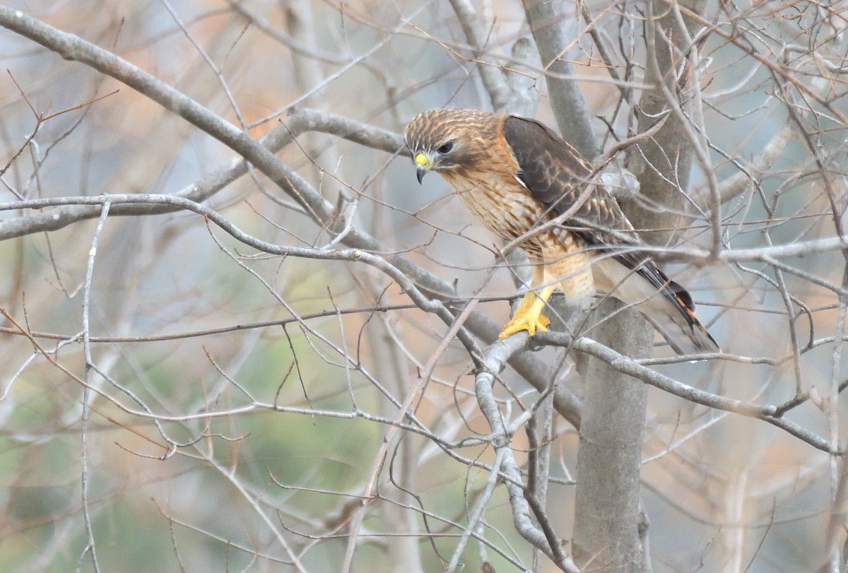 Red-shouldered x Red-tailed Hawk (hybrid) - ML631467765