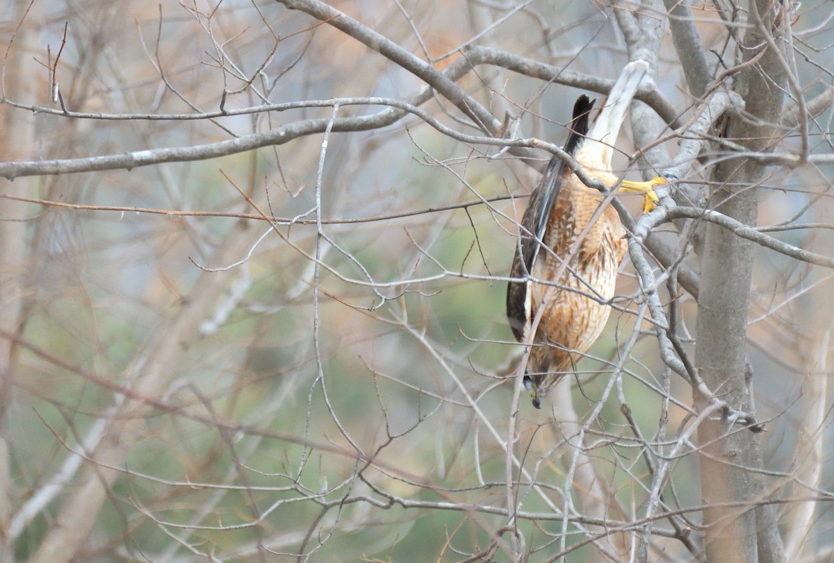 Red-shouldered x Red-tailed Hawk (hybrid) - ML631467768