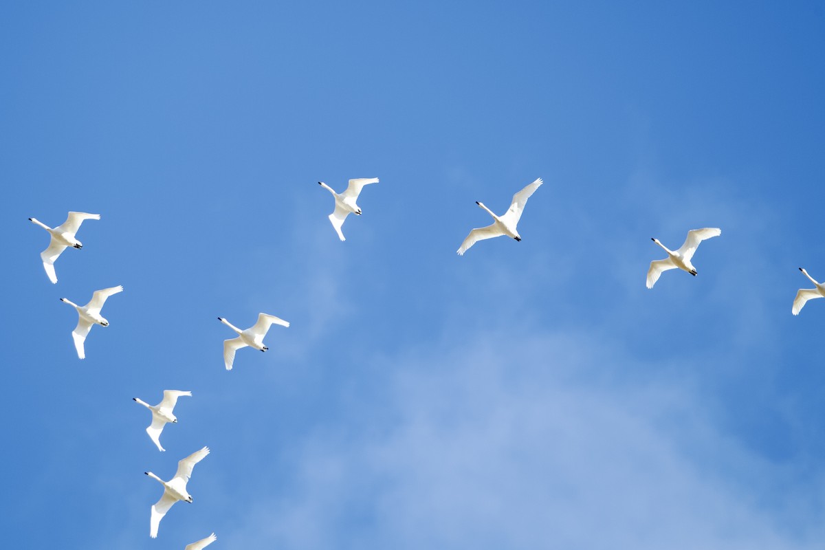 Tundra Swan - ML631467769