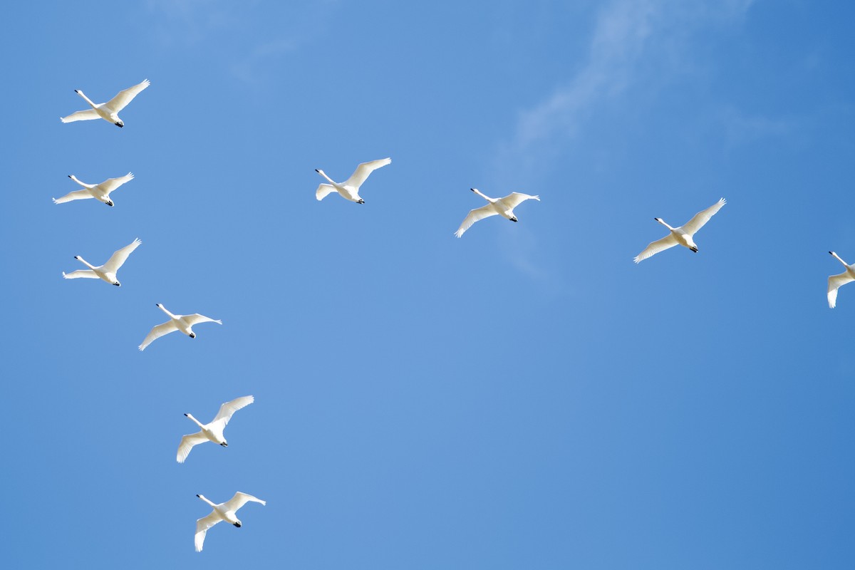 Tundra Swan - ML631467770