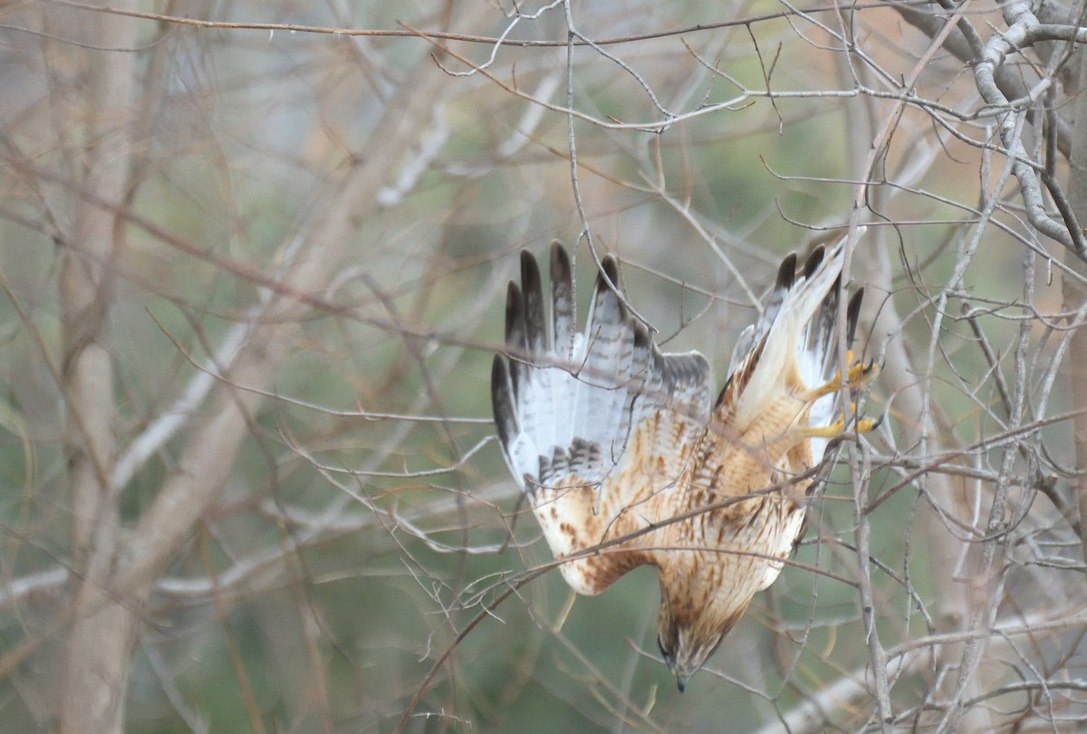 Red-shouldered x Red-tailed Hawk (hybrid) - ML631467773