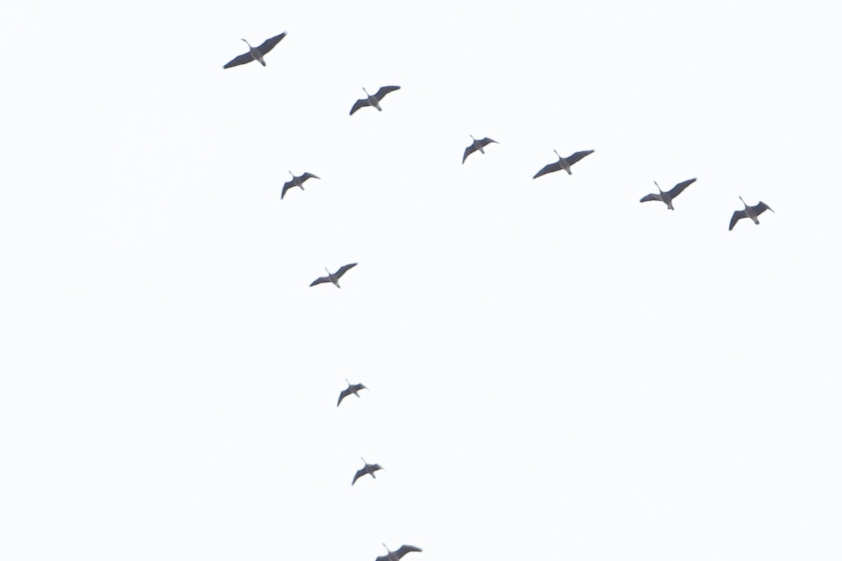 goose sp. - ML631467782