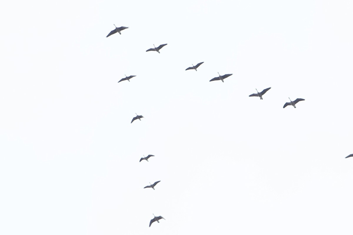 goose sp. - ML631467783