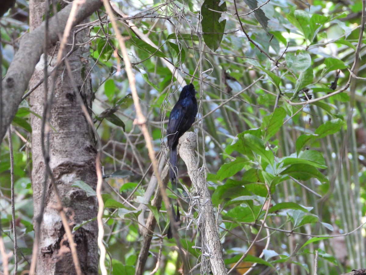Greater Racket-tailed Drongo - ML631467915