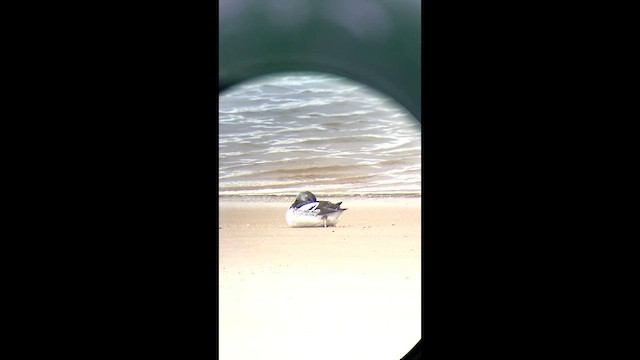 Black Guillemot - ML631467932