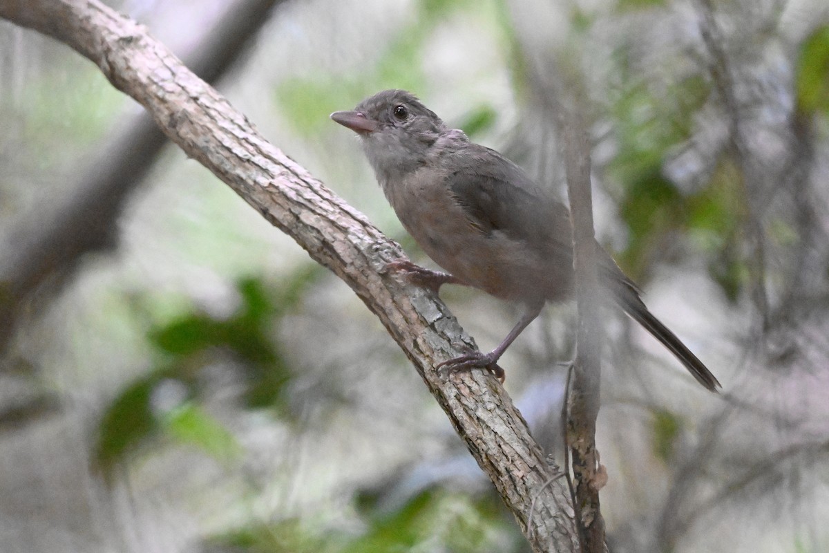 Rufous Shrikethrush - ML631467941