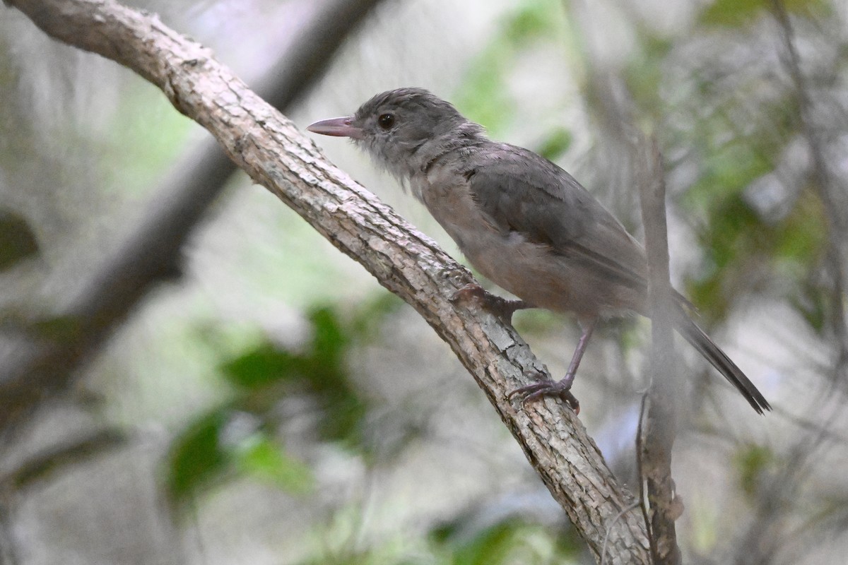 Rufous Shrikethrush - ML631467942