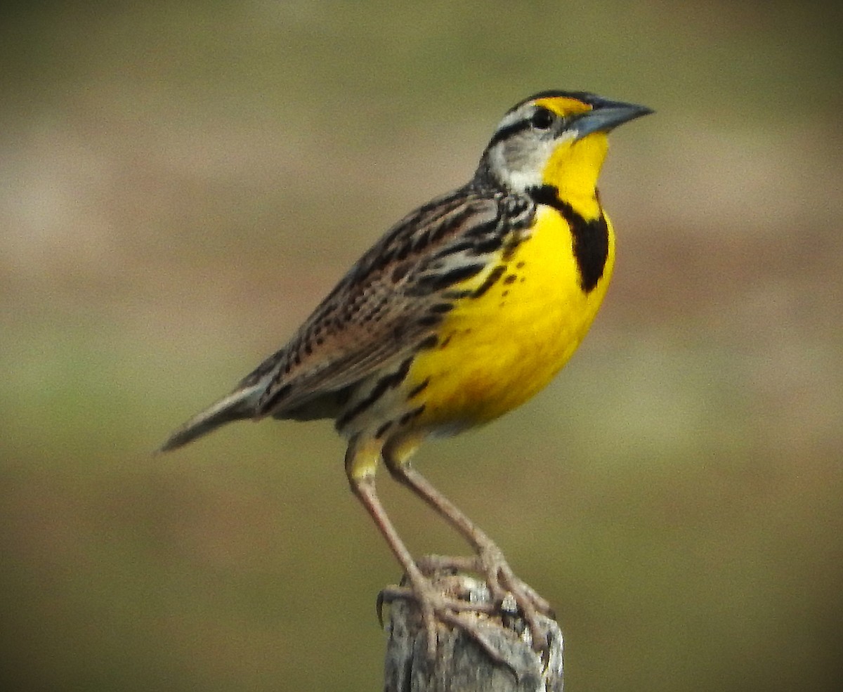 Eastern Meadowlark - ML631467949