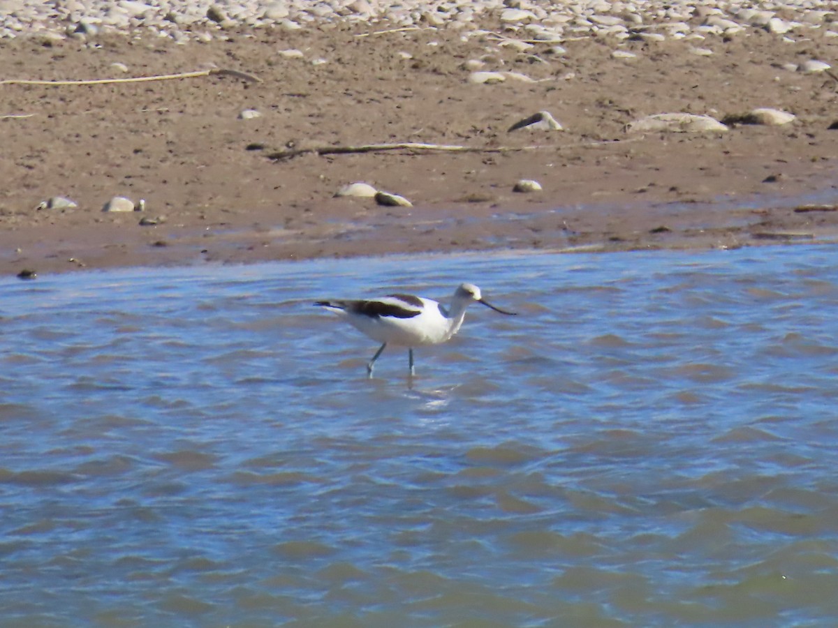 American Avocet - ML631468117