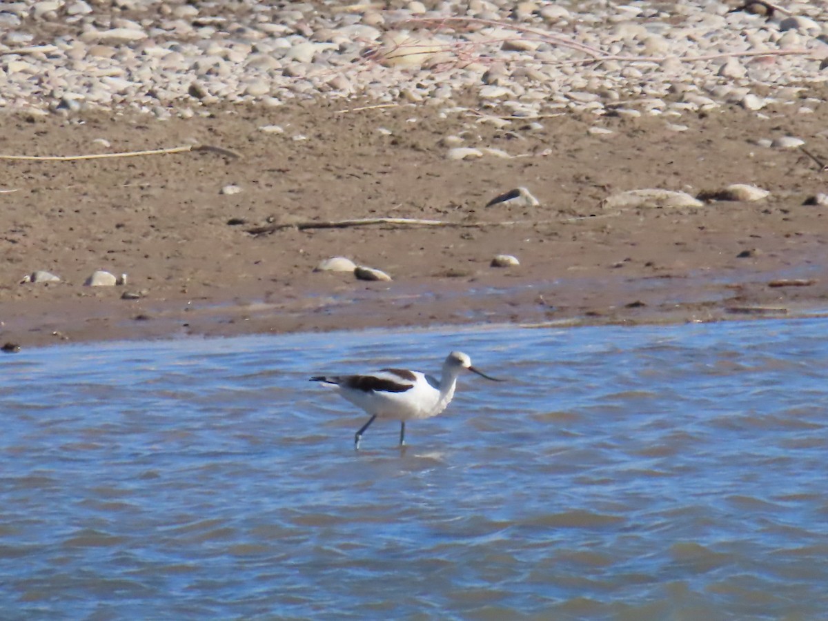 American Avocet - ML631468118