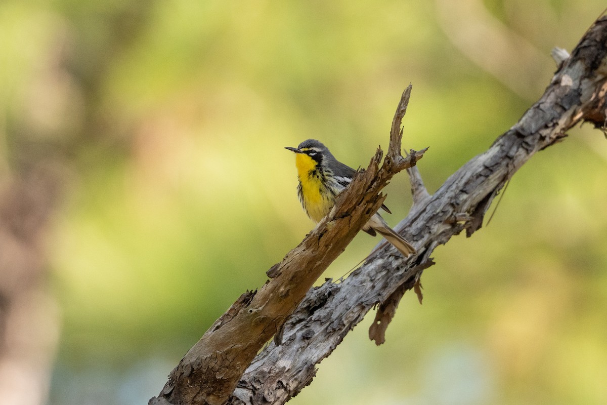 Bahama Warbler - ML631468140