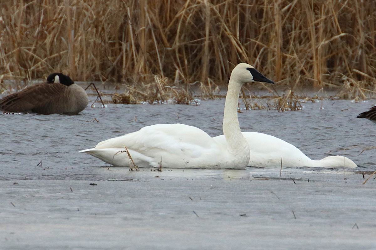 Trumpeter Swan - ML631468219