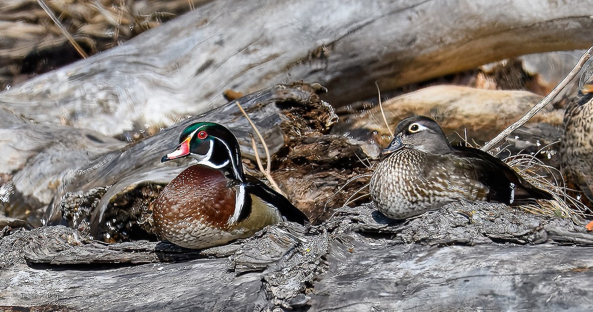 Wood Duck - ML631468248