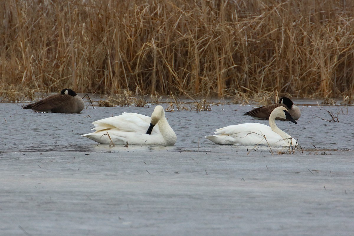 Trumpeter Swan - ML631468249