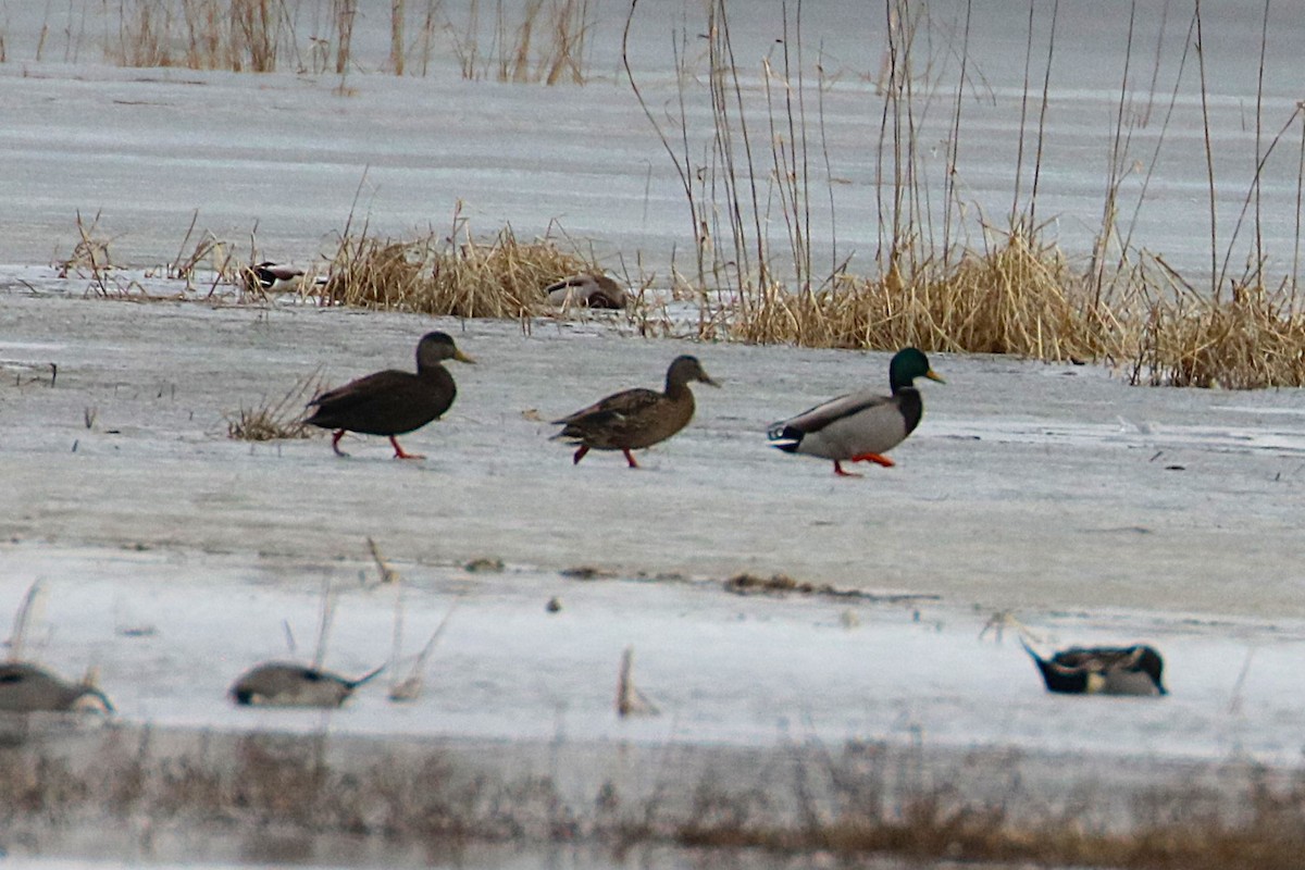 American Black Duck - ML631468344