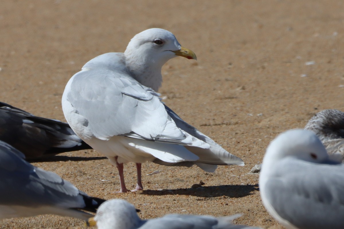 Iceland Gull (kumlieni) - ML631468352