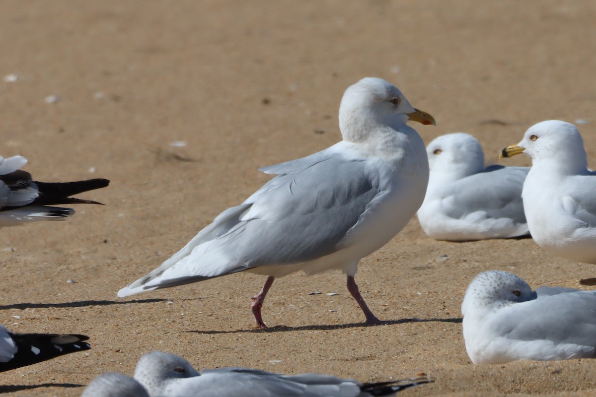 Iceland Gull (kumlieni) - ML631468354