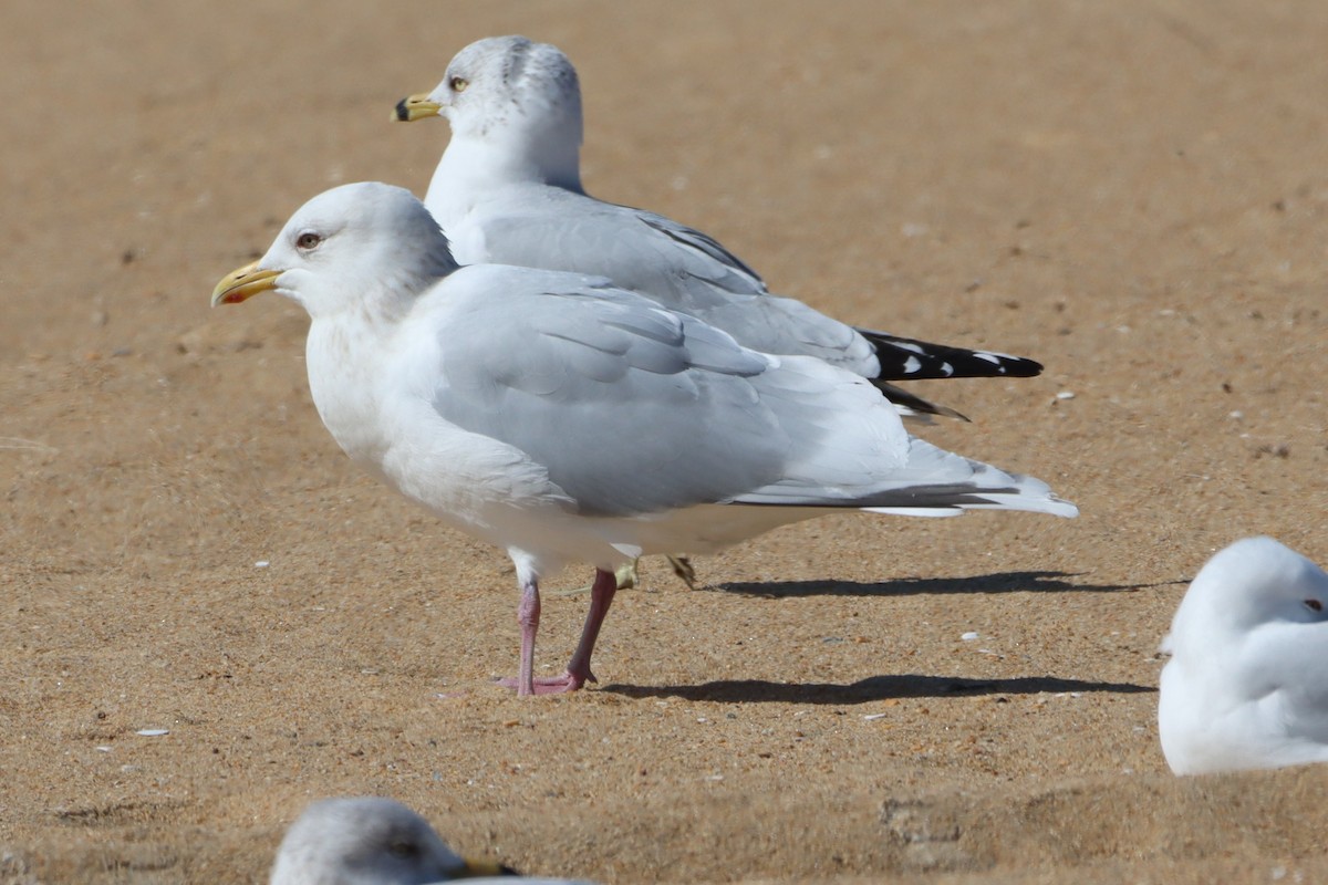 Iceland Gull (kumlieni) - ML631468355