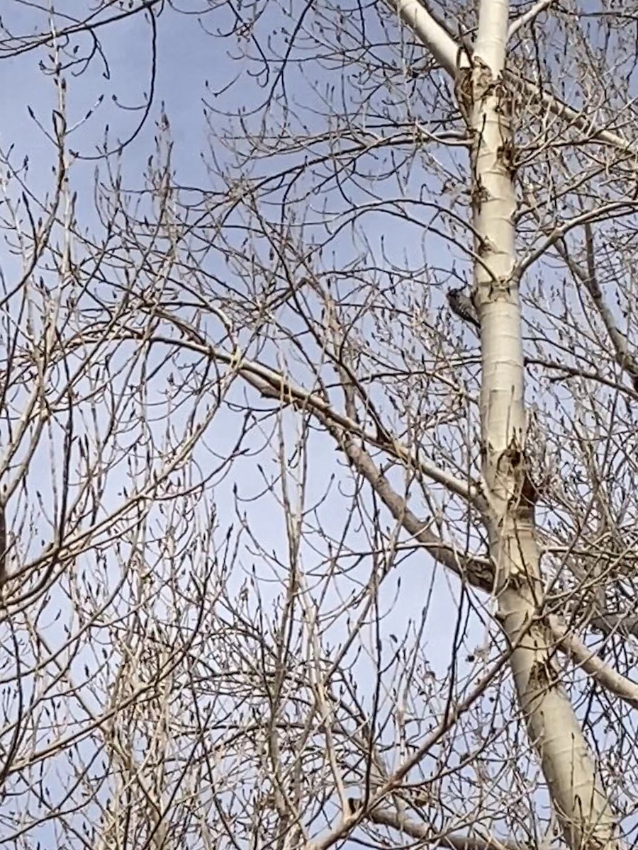 Дзьоган sp. - ML631468362