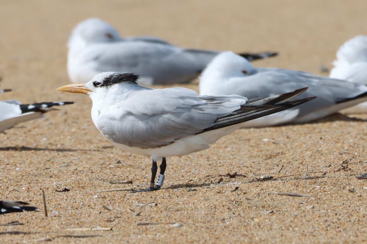 Royal Tern - ML631468364