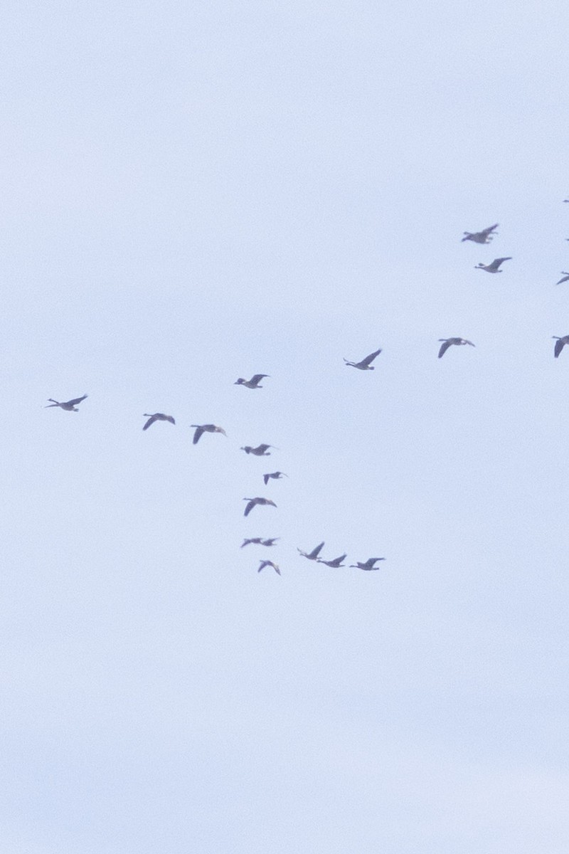 Cackling Goose - ML631468371