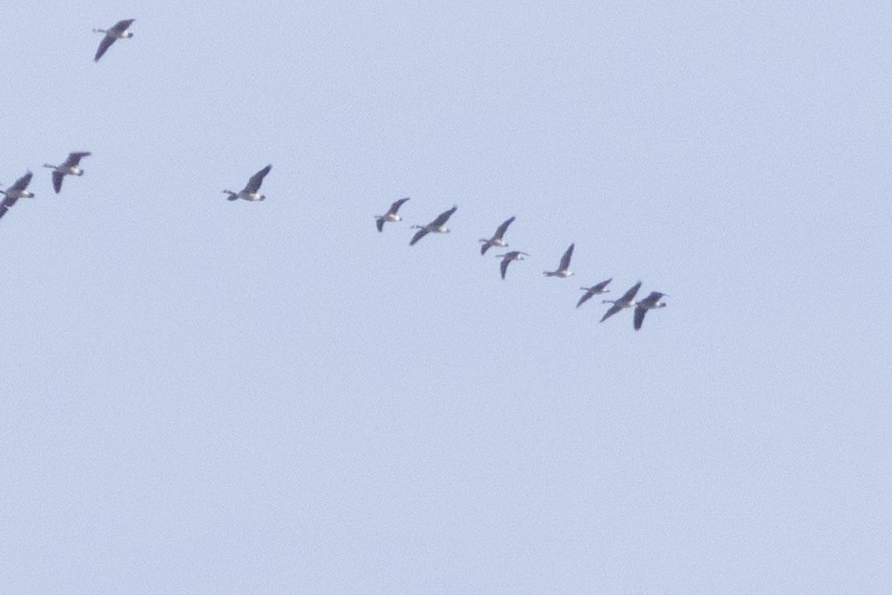 Cackling Goose - ML631468373