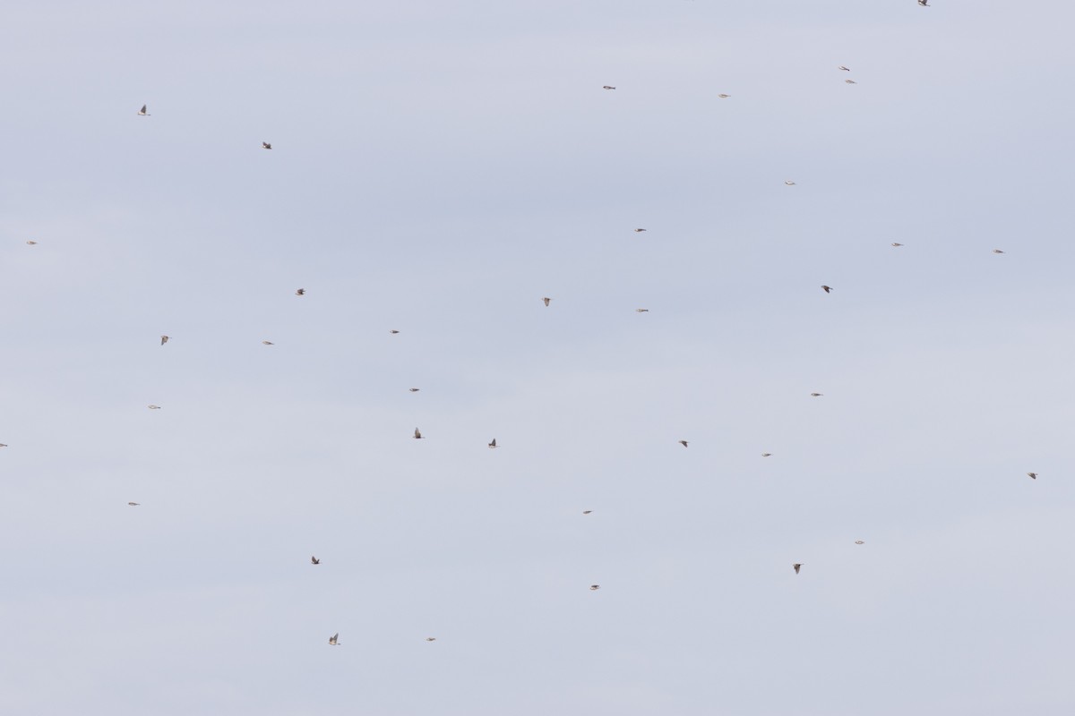 Lapland Longspur - ML631468390