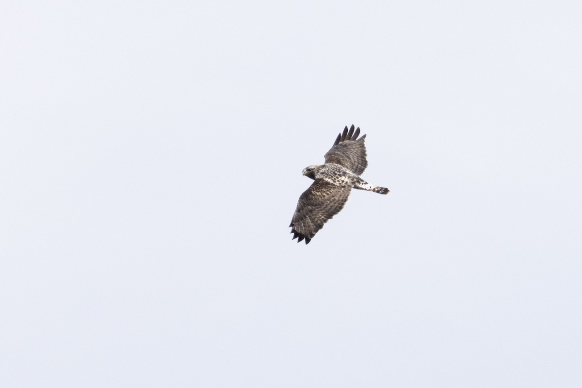 Rough-legged Hawk - ML631468398