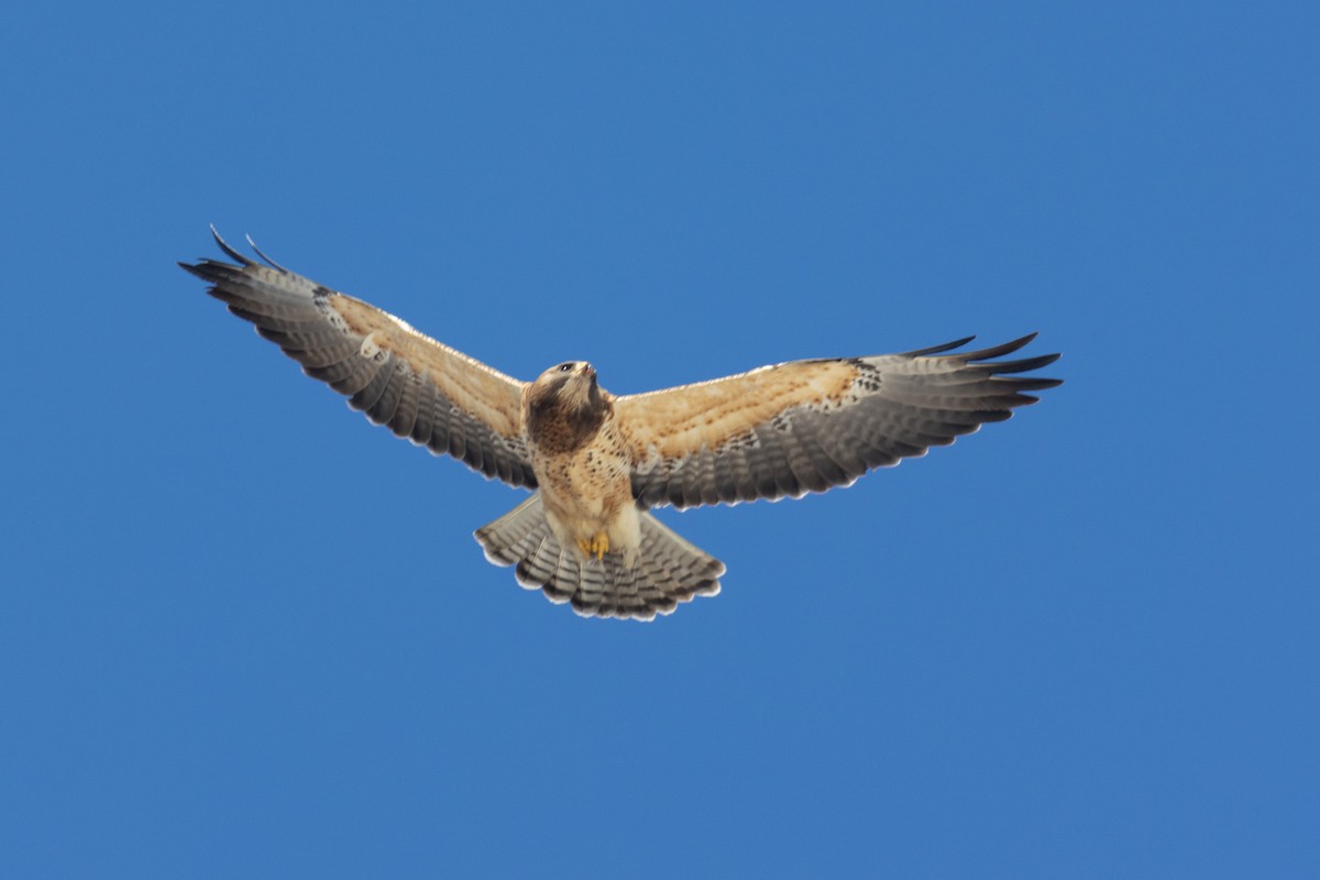 ML631468634 - Swainson's Hawk - Macaulay Library