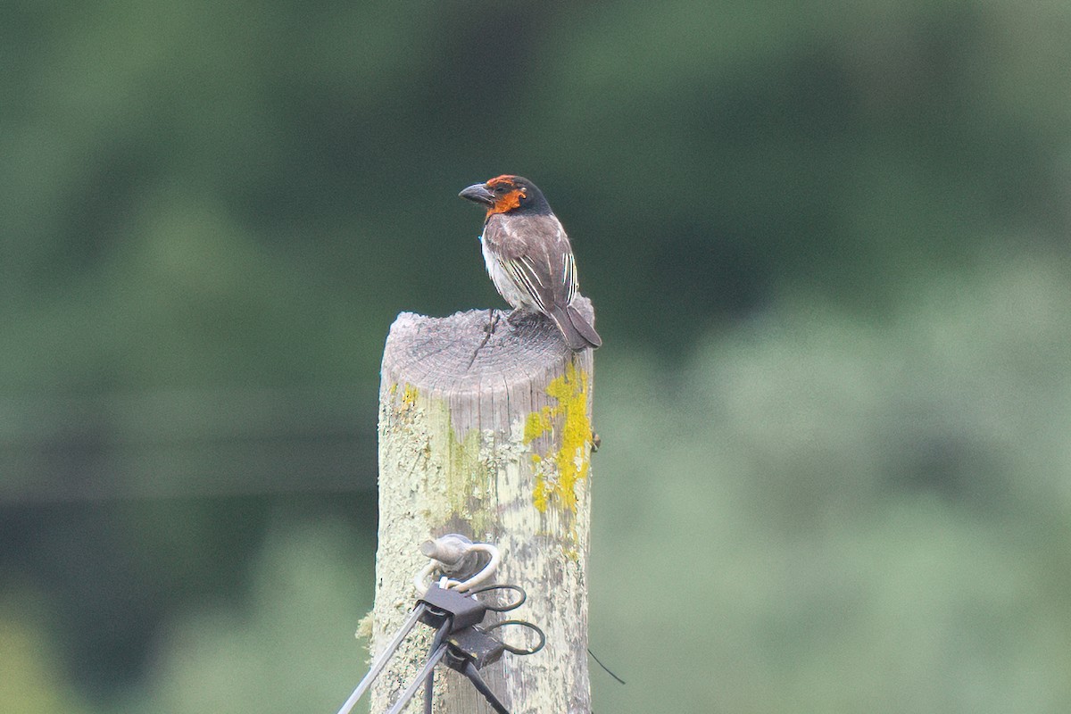 Black-collared Barbet - ML631468870