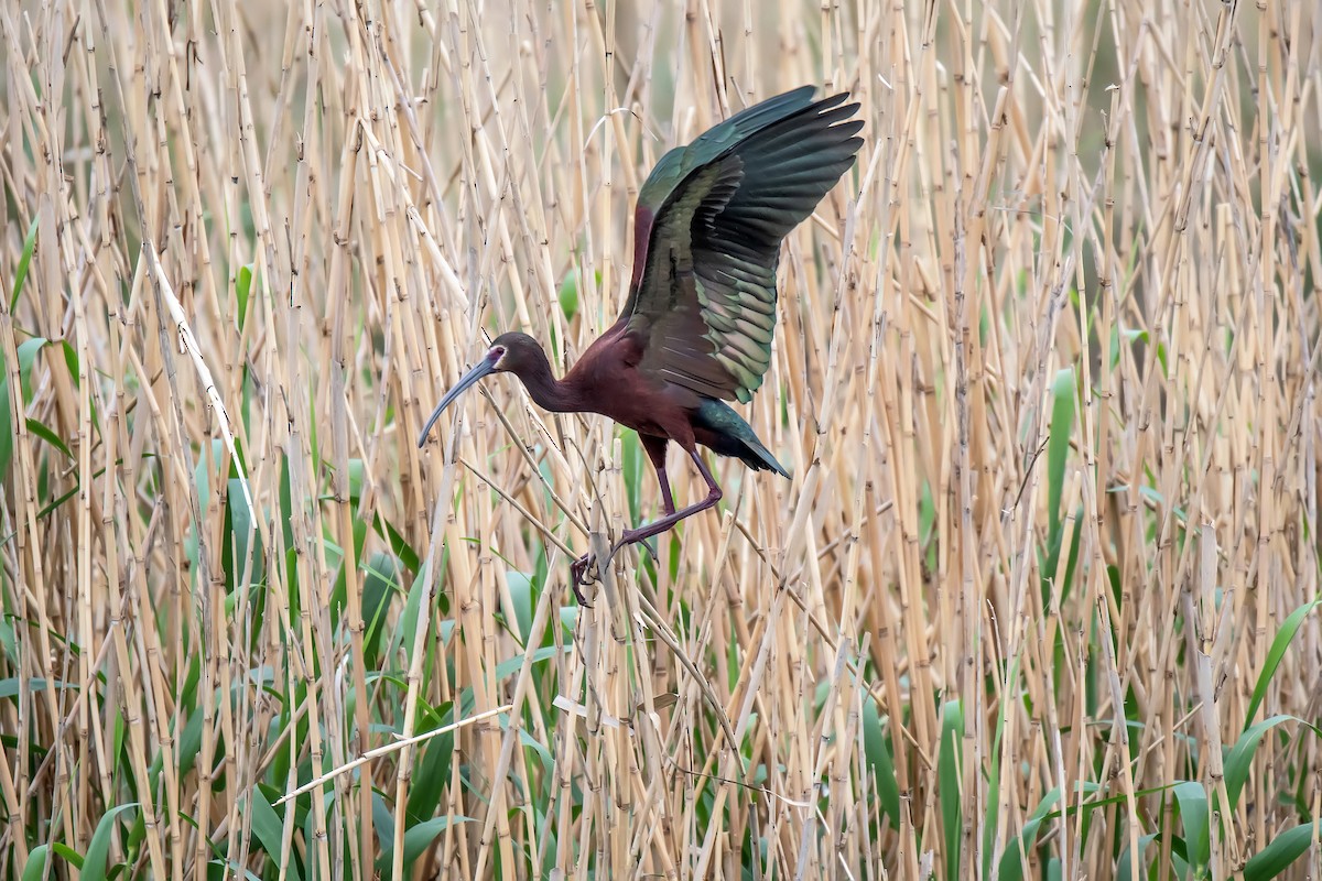 White-faced Ibis - ML631468919