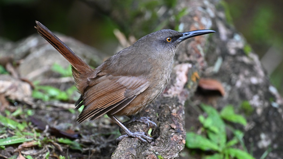 brunskjelvespottefugl - ML631468962