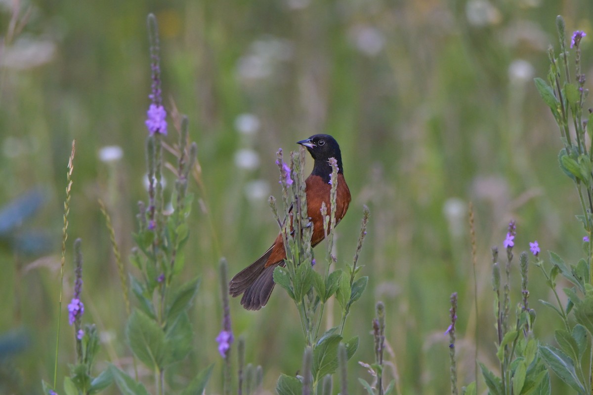 Orchard Oriole - ML631468988