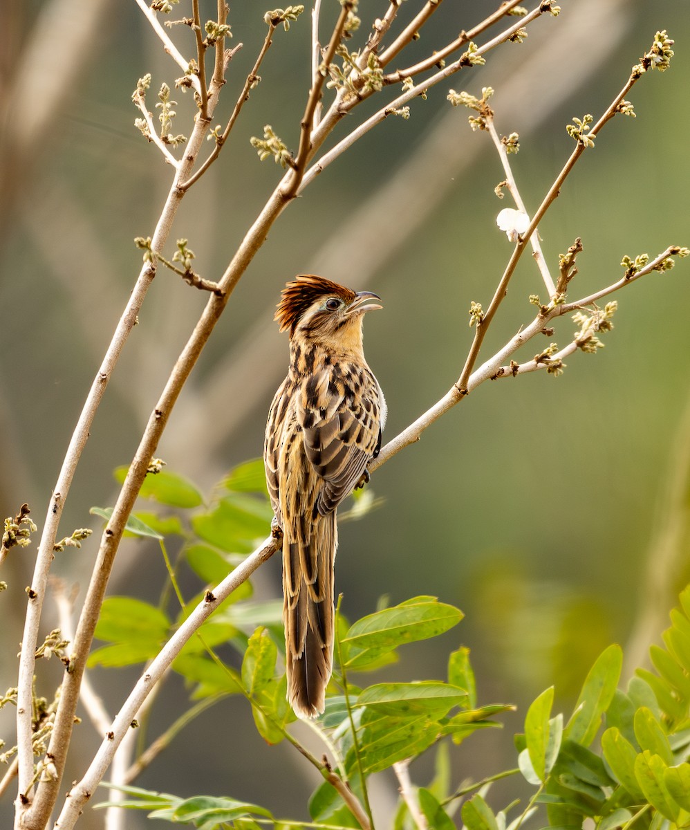 Striped Cuckoo - ML631469038