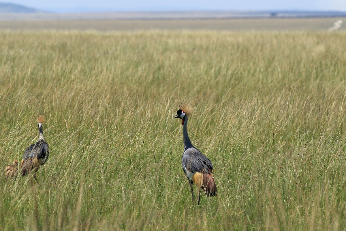 Gray Crowned-Crane - ML631469148