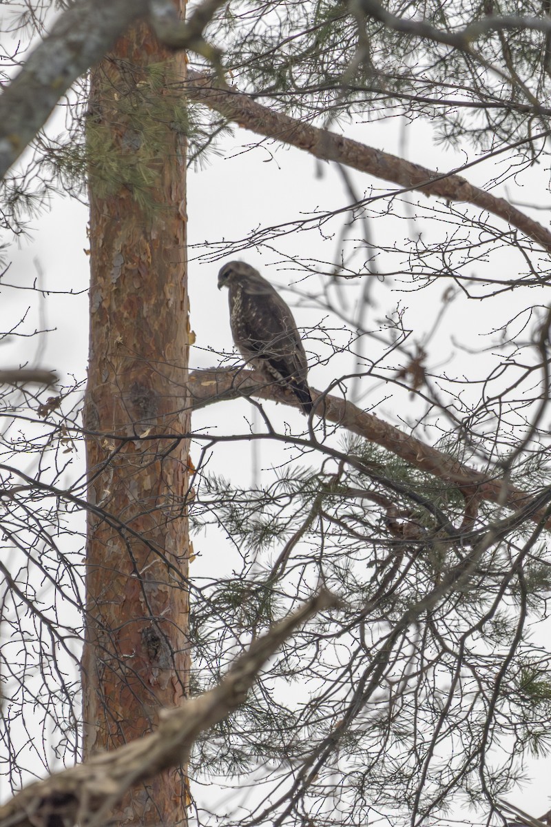 Common Buzzard - ML631469304