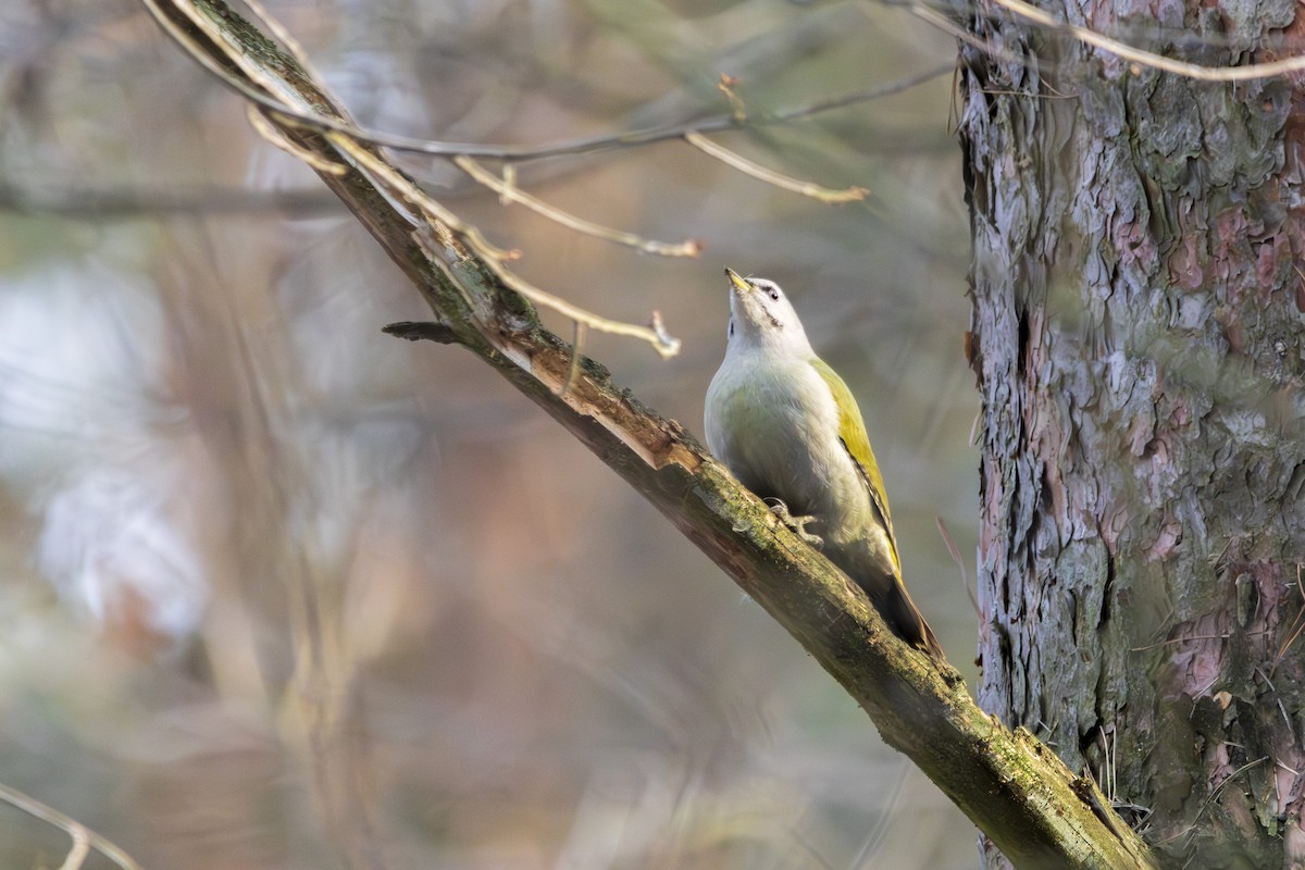 Gray-headed Woodpecker - ML631469363