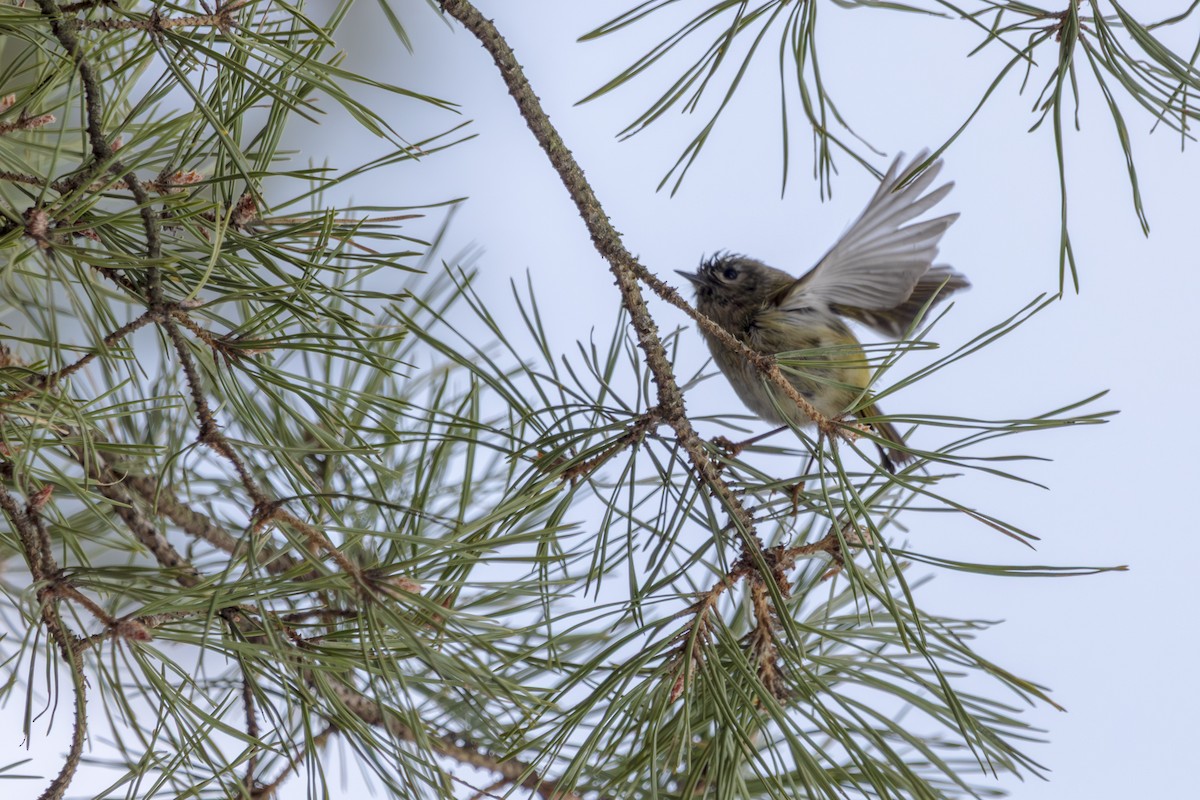 Goldcrest - ML631469388