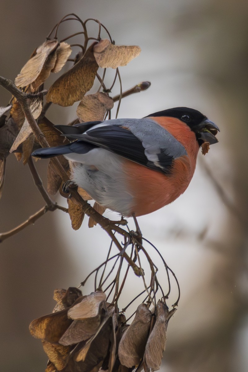 Eurasian Bullfinch - ML631469405