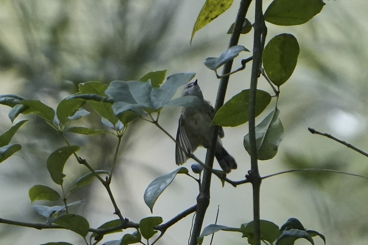 Brown Gerygone - ML631469536